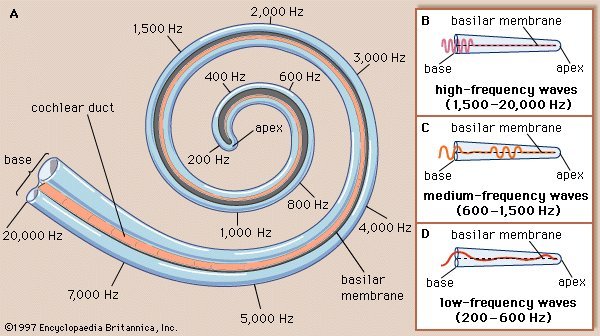 Critical bands along the basilar membrane