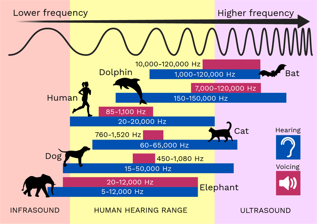 Frequency-range chart for hearing, voices, and instruments